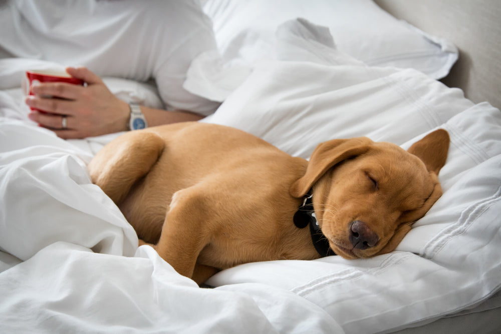 Dog Beds